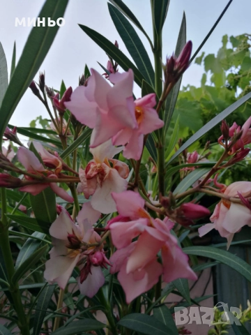 продавам  зокум, снимка 4 - Градински цветя и растения - 51705590