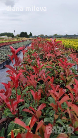 Фотиния Ред Робин, Photinia fr. Red Robin, снимка 12 - Градински цветя и растения - 49185099