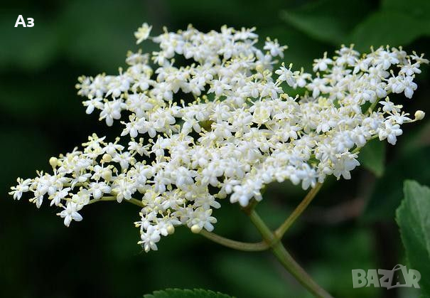 Продавам Бял бъз – изсушени цветове за био чай, снимка 9 - Други - 44811813