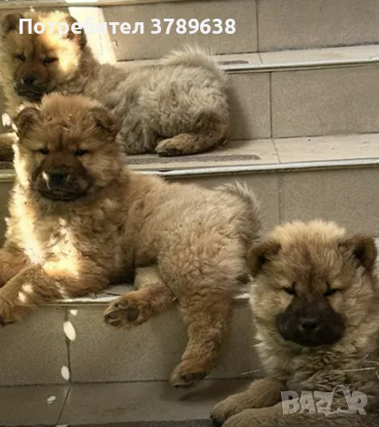 Чау - Чау  💙🐾🐶 Най-пухкавите Чау Чау бебета очакват своите нови семейства , Много скоро 🎉🪭❤️✨🐾🥰🐩➡️⤵️