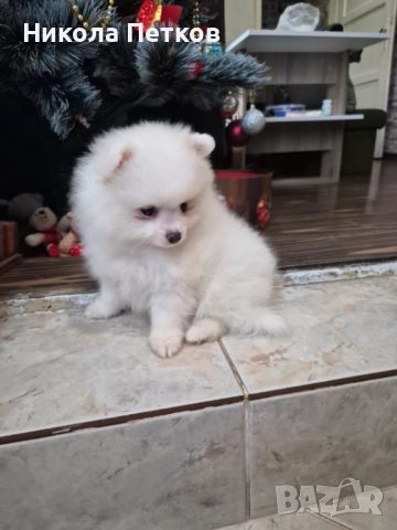 Померан , снимка 4 - Померан - 52790437