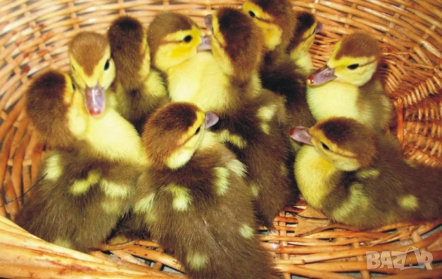 оплодени и проверени Яйца ПАТИЦА -Разплодни яйца за люпене от НЕМИ Патки порода Мускусна Турска, снимка 10 - Кокошки и пуйки - 54196551