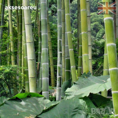 100 броя редки бамбукови семена зелен бамбук Moso-Bamboo мосо бамбо растение за декорация украса за , снимка 12 - Сортови семена и луковици - 37711335