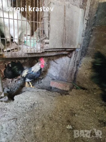 млади домашни петли , снимка 8 - други­ - 47610041