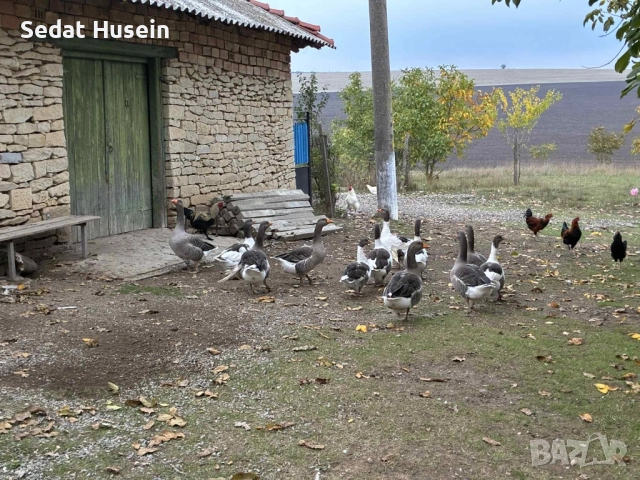 продават се гъски , снимка 2 - други­ - 52086010