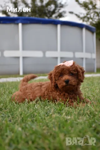 Той пудел Toy poodle, снимка 12 - Пудели - 55006000