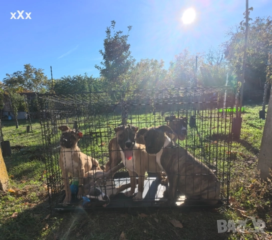 Питбул! , снимка 3 - Питбул - 52188073