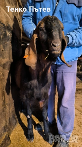 Свободен пръч за продан , снимка 4 - Кози - 53965260