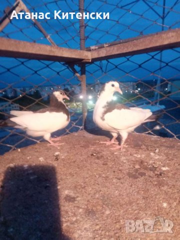 Гълъби високолетачи ПАЗАРДЖИШКИ !, снимка 4 - Гълъби - 30137762