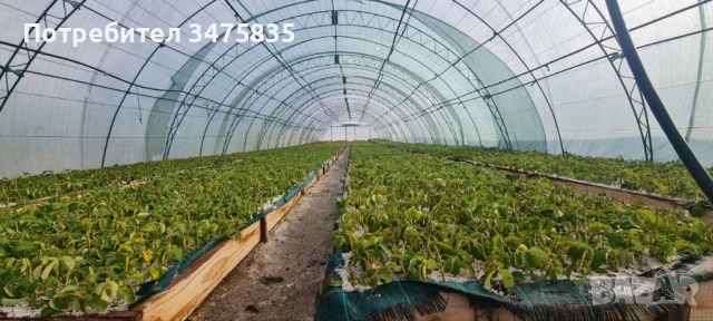 Расад маслодайна роза(Дамасцена,Сентифолиа,Алба)