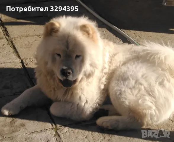 Чау Чау за Разплод , снимка 2 - Чау Чау - 49678061