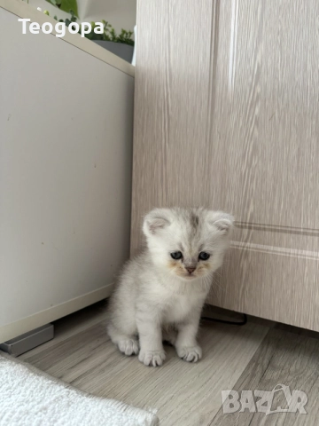 сребърни котета , снимка 6 - Британска късокосместа - 56065702
