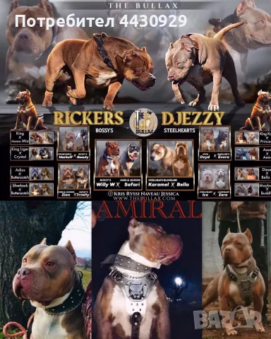 American Bully XL, снимка 14 - Американски стафордширски териер - 56317527