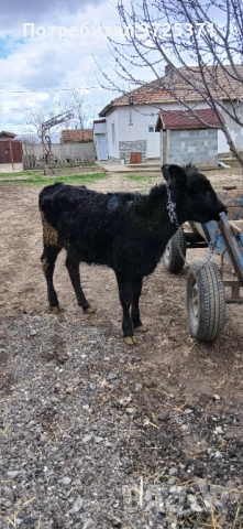 Продавам 2 бр. Телета, снимка 10 - Крави - 53295775
