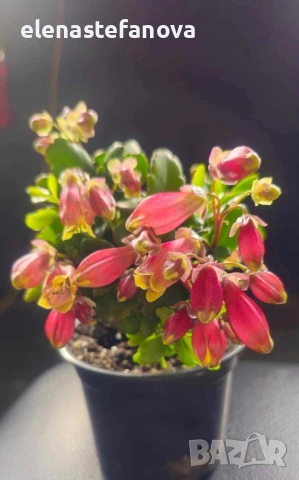 Каланхое Wendy 