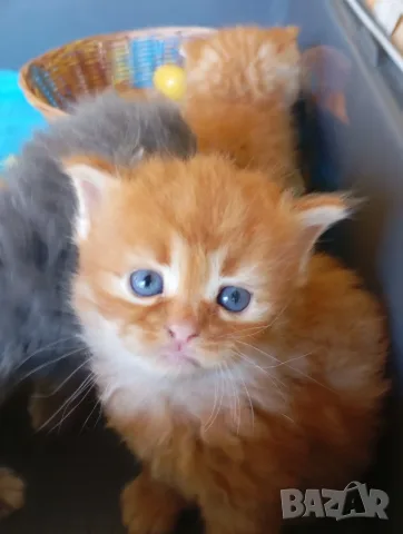 Сибирчета, сибирска котка, сибирски котенца, сибирско коте, хипоалергенни, рижи момчета, снимка 3 - Сибирски - 56150013