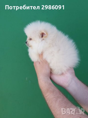 Мини Померан, снимка 3 - Померан - 36604538