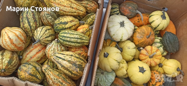 Тикви за декорация, снимка 9 - Градински цветя и растения - 52455847