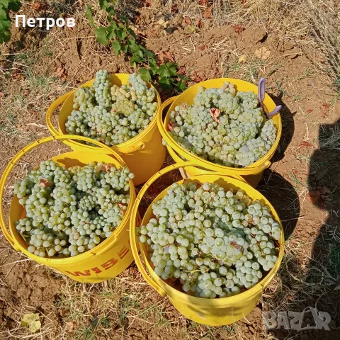 Продавам грозде Мускат отонел