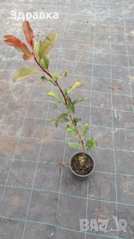 Фотиния 80см