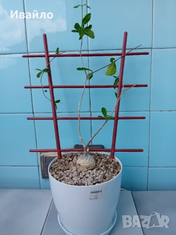 Сукуленти само за ценители, снимка 4 - Стайни растения - 35248161