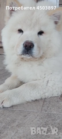 Чау Чау, снимка 1