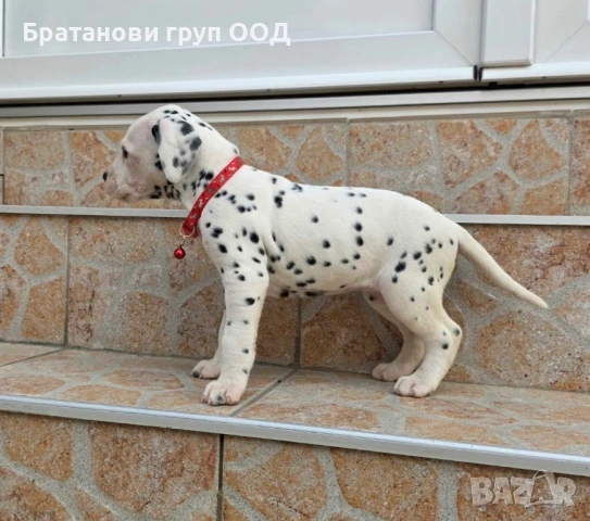 Далматинец, снимка 3 - Далматинец - 54353717