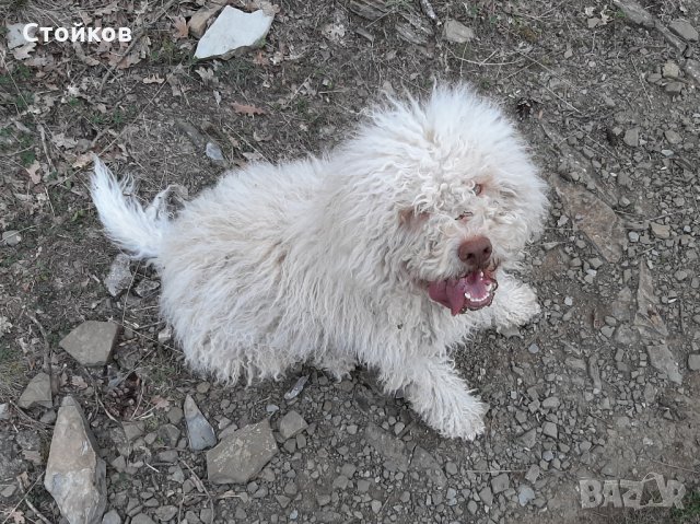 Кучета за трюфели Лагото Романьоло, снимка 12 - Други - 34326487