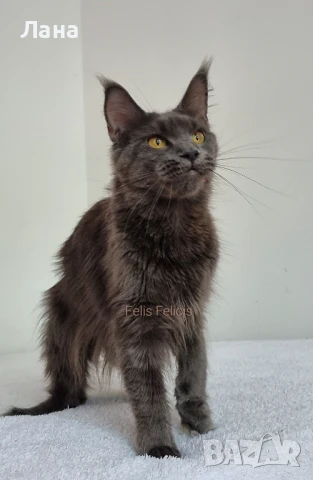 Мейн кун Мейн Куун коте Maine Coon , снимка 12 - Мейн кун - 40421222