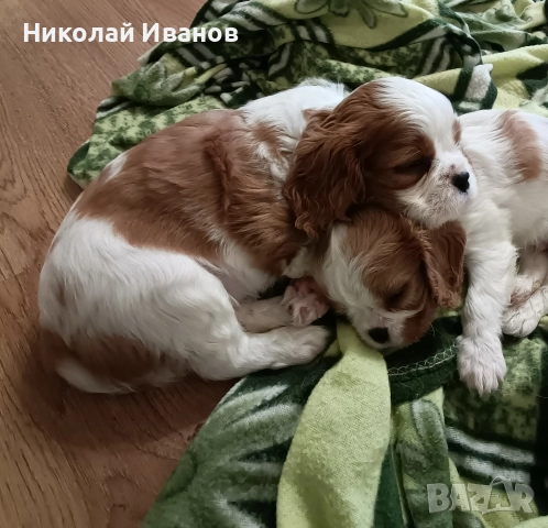 Кавалер Кинг Чарлз Шпаньол, снимка 3 - Кавалер кинг чарлз шпаньол - 52832398