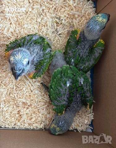 Папагали Синьочела амазона/бебета