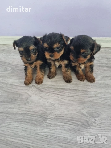 Йоркшир териер , снимка 7 - Йоркширски териер - 53053770