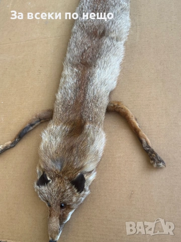 Препарирана лисица