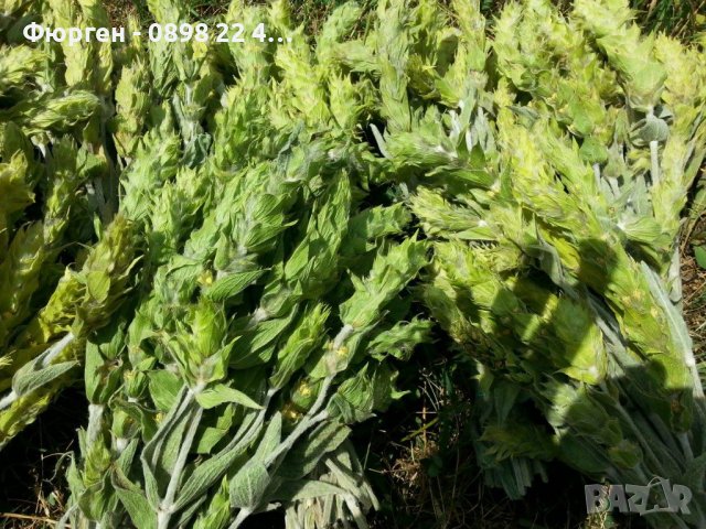 Мурсалски чай  , снимка 2 - Разсади - 40040456