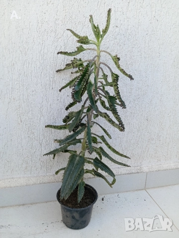 Лечебно каланхое 40 см, снимка 2 - Стайни растения - 51334137