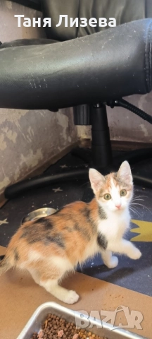 Подарявам малка трицветка, снимка 4 - Други - 52592440