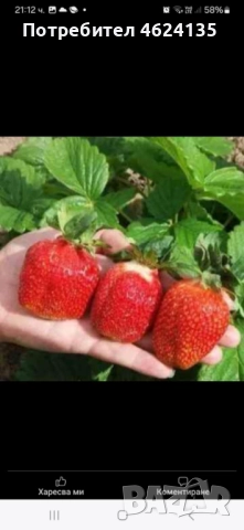 Продавам разсад ягоди, снимка 16 - Сортови семена и луковици - 52068496