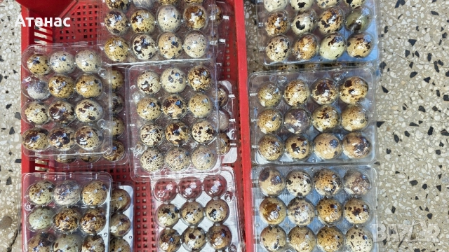 яйца от пъдпъдъци, снимка 7 - За птици - 52505334