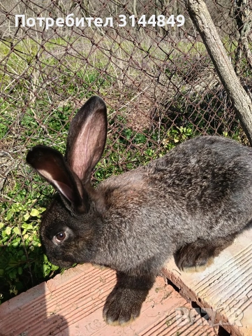 Зайци , снимка 5 - Други - 43368160