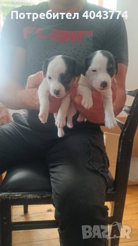 Джак ръсел две женски