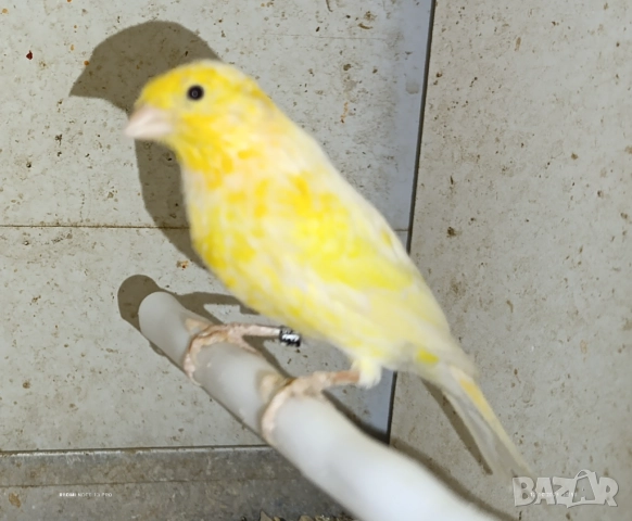Женски певчески канарчета Орфей 