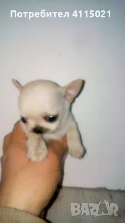 Мини чихуахуа, снимка 12 - Чихуахуа - 45990587
