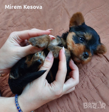 Мини йоркширски териер (мини йорки) момченца, снимка 6 - Йоркширски териер - 52353564