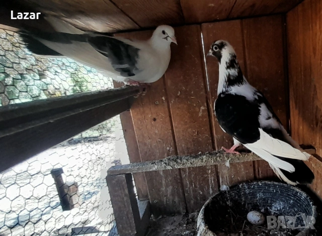 Продавам арабски смеячи, снимка 3 - Гълъби - 54319212