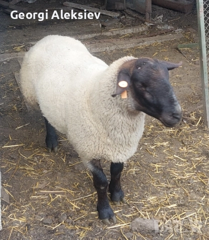 Чистокръвен коч, Съфолк.