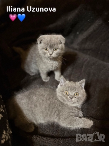 Уникални британски котенца , снимка 6 - Британска късокосместа - 52529757