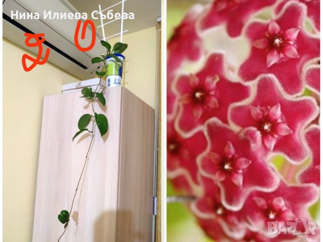 Хоя , восъчно цвете Red flowers, Krinkle Krimson Queen, Kerrii, Trikolor, Sigillatis, Memoria, Graci