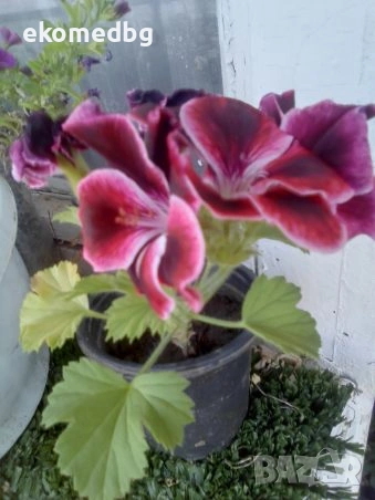 Мушкато Сакъзи и Кралско мушкато, снимка 9 - Градински цветя и растения - 53944126