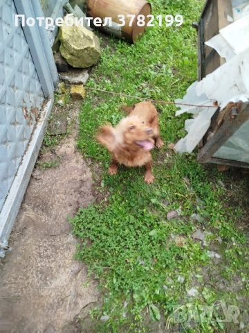 Кокер Шпаньол, снимка 6 - Кокер шпаньол - 52342878