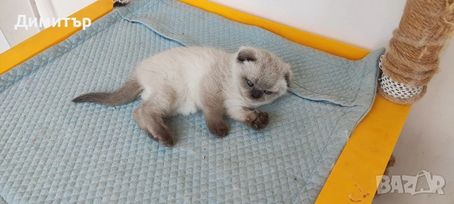 Шотландски котета, снимка 16 - Британска късокосместа - 54252517